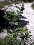 Salix appendiculata